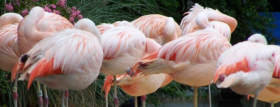 电话轰炸在线免费