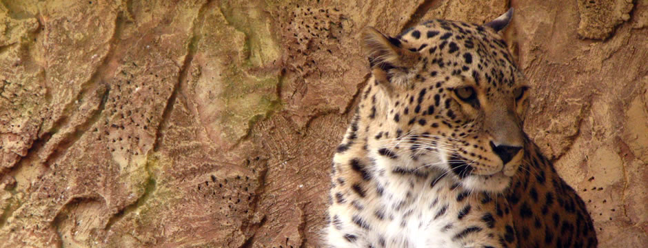 【离线完整版】永久使用的手机轰在线轰炸免费